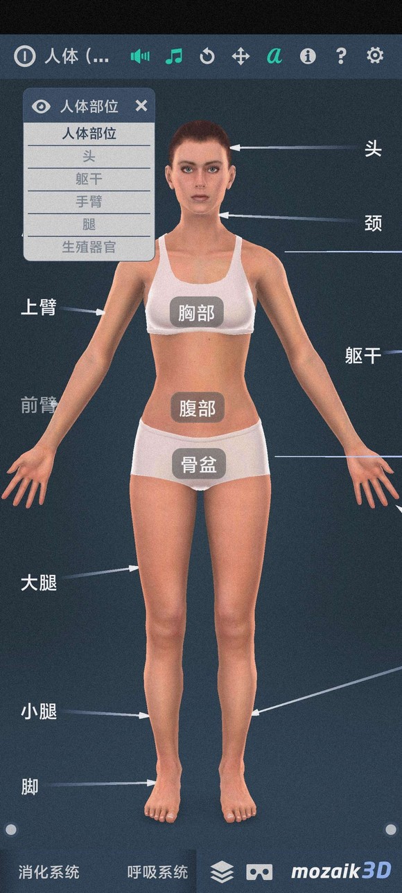 人体系统女性3D-1.0详细介绍女性全身系统～无广版